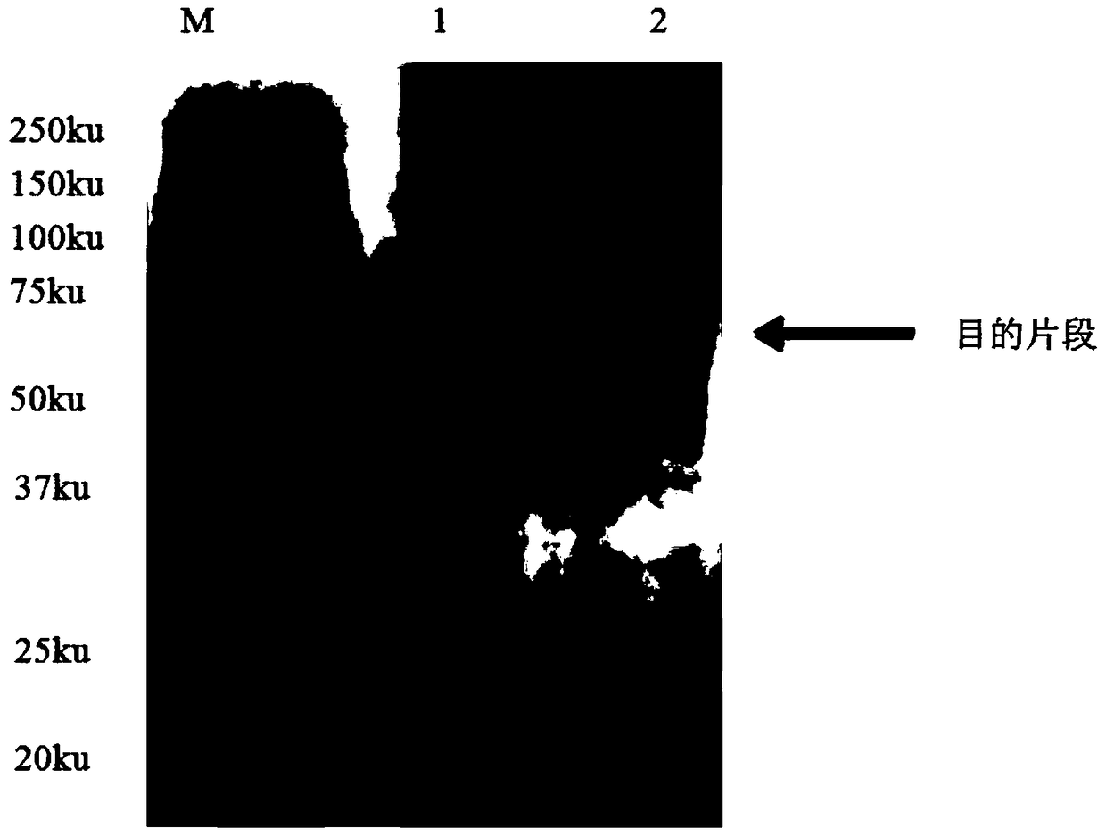 Bovine coronavirus VPN (virtal private network) gene, encoded recombinant protein and application thereof