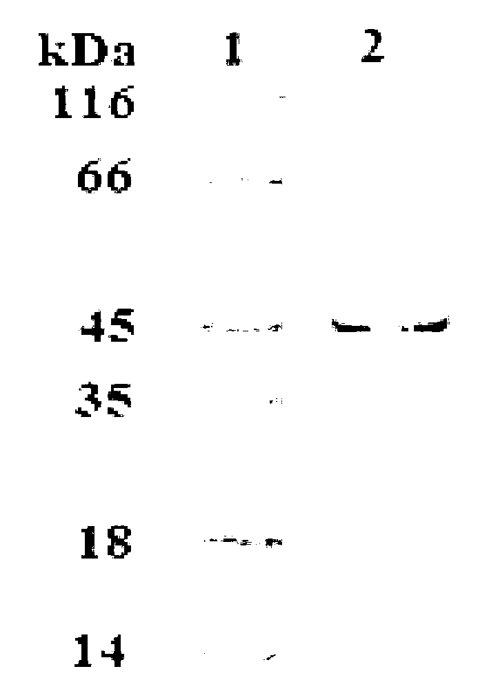 Vaccine utilizing vibrio anguillarum flagellin and application thereof