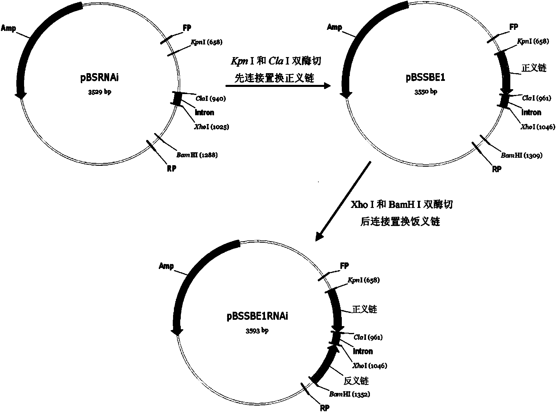 Method for increasing amylose content of plants