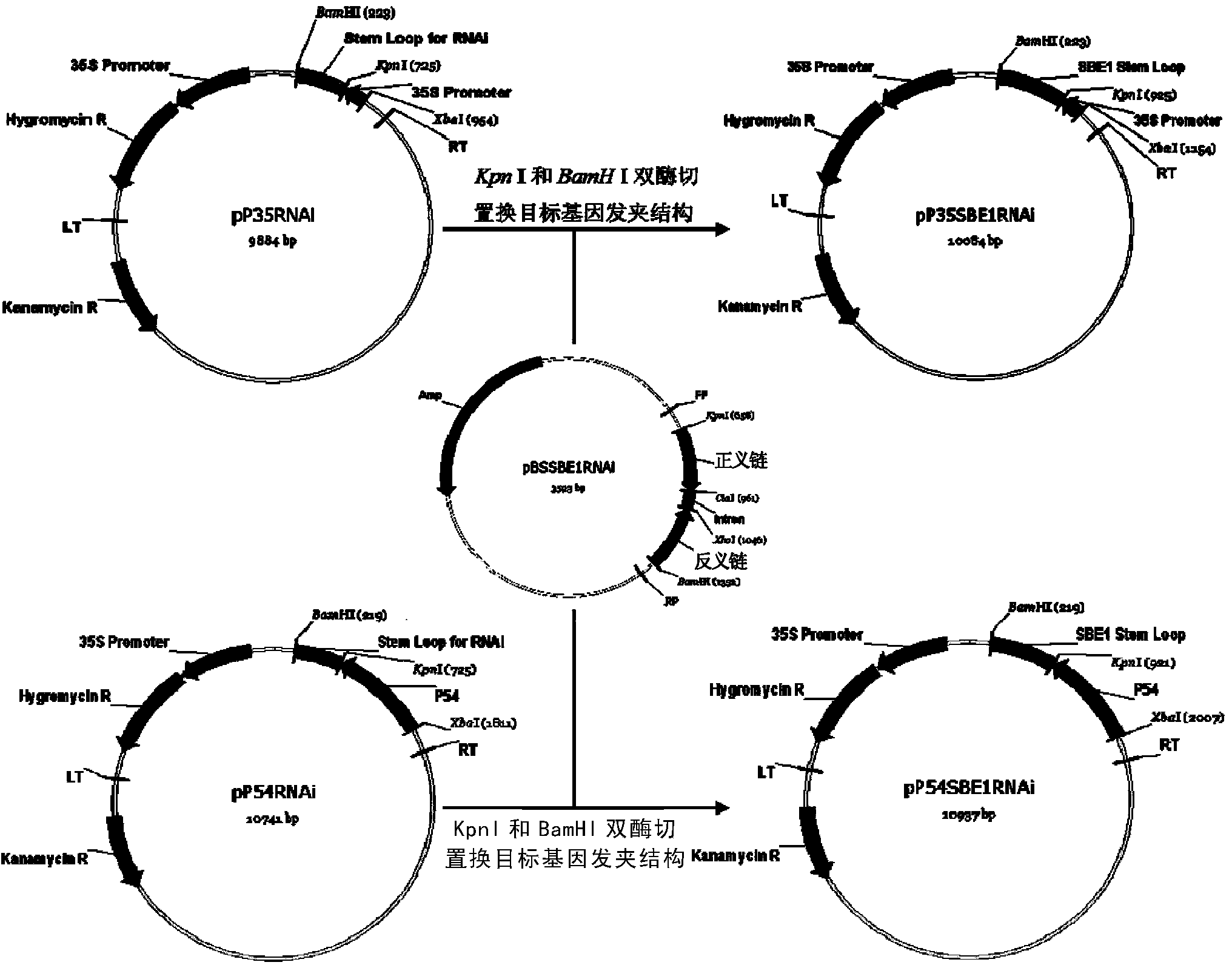 Method for increasing amylose content of plants