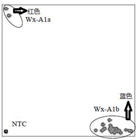 Method for detecting molecular markers based on KASP technology