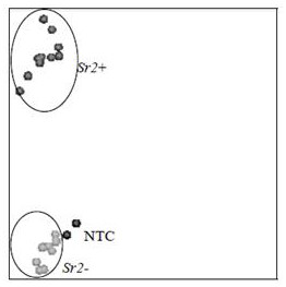 Method for detecting molecular markers based on KASP technology