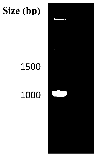 Preparation and application of cryptosporidium protein kinase 660 C-terminal protein