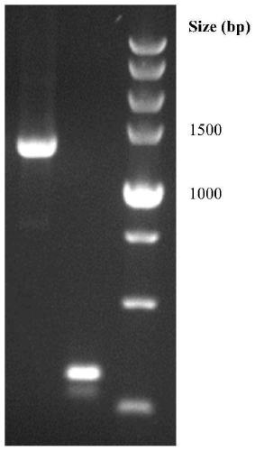 Preparation and application of cryptosporidium protein kinase 660 C-terminal protein