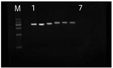 PCR detection primers and detection method of prawn infectious hypodermal and hematopoietic necrosis virus