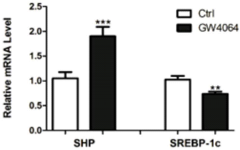 Application of farnesoid X receptor stimulant GW4064 in preparation of medicine for treating non-alcoholic fatty liver disease (NAFLD) caused by senescence