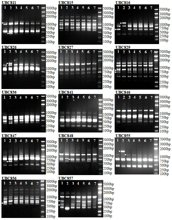 Early identification method of plum radiation-induced mutative material