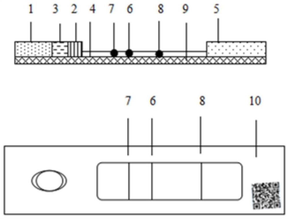 Test strip card for quantitative detection of classical swine fever virus antibody with double antigen sandwich and double detection line