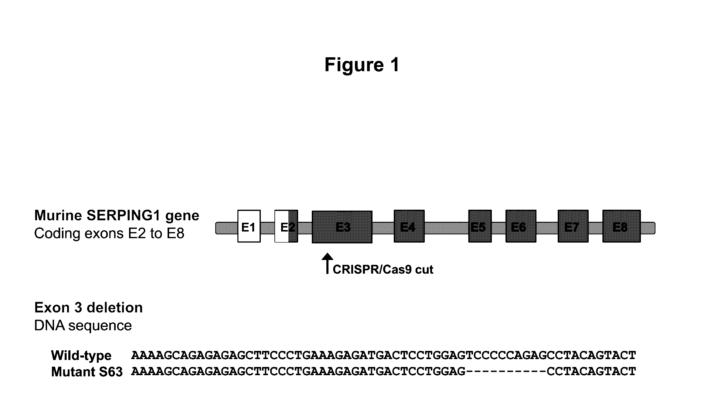 Adeno-associated virus mediated delivery of c1ei as a therapy for angioedema