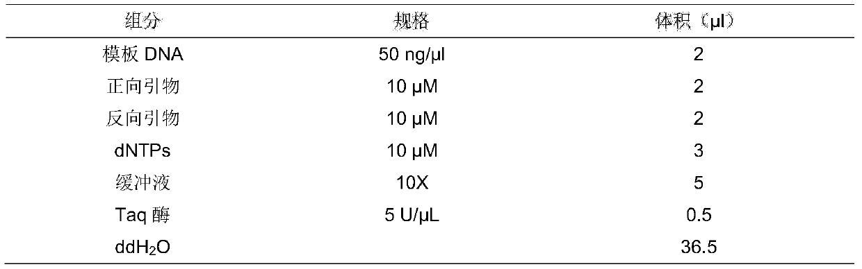 Bombyx mori actin 6A gene and application in detection of methylation level of bombyx mori actin 6A gene