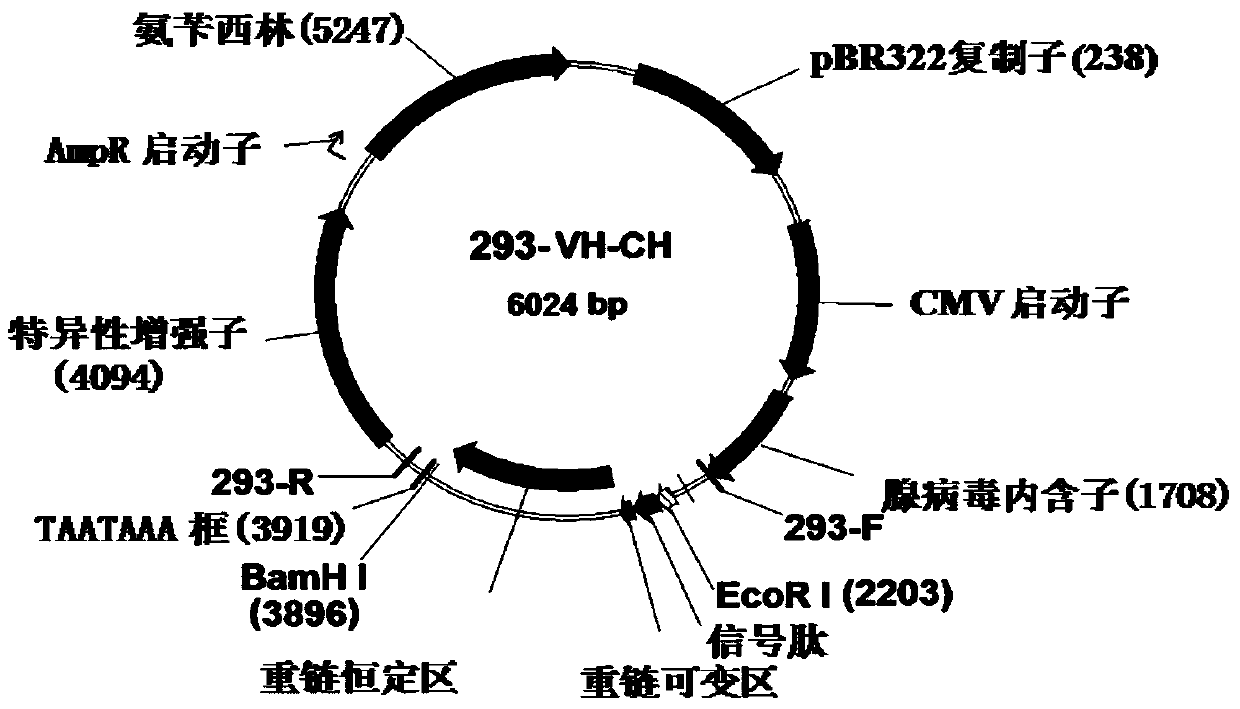 A fully human her2 antibody, its coding gene and application