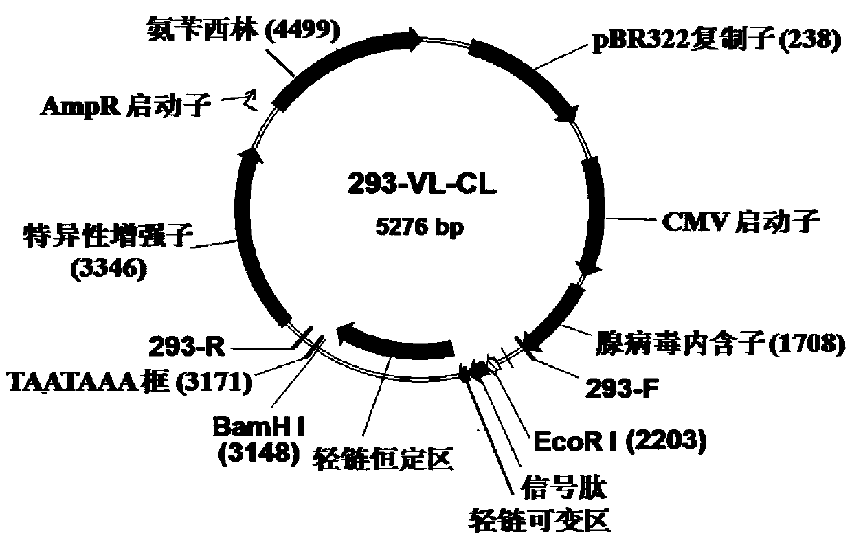 A fully human her2 antibody, its coding gene and application