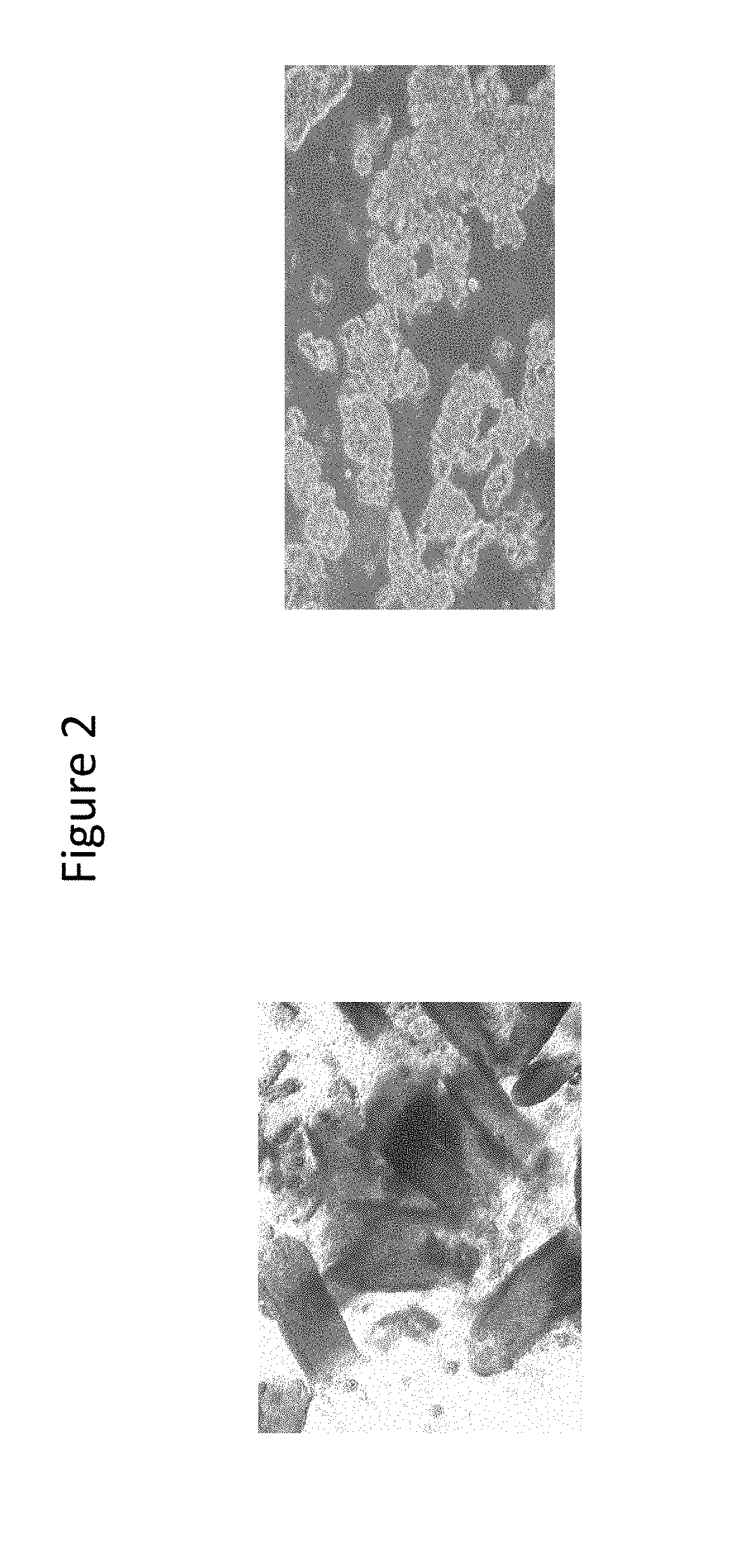 Isolated intestinal mucosa and uses thereof