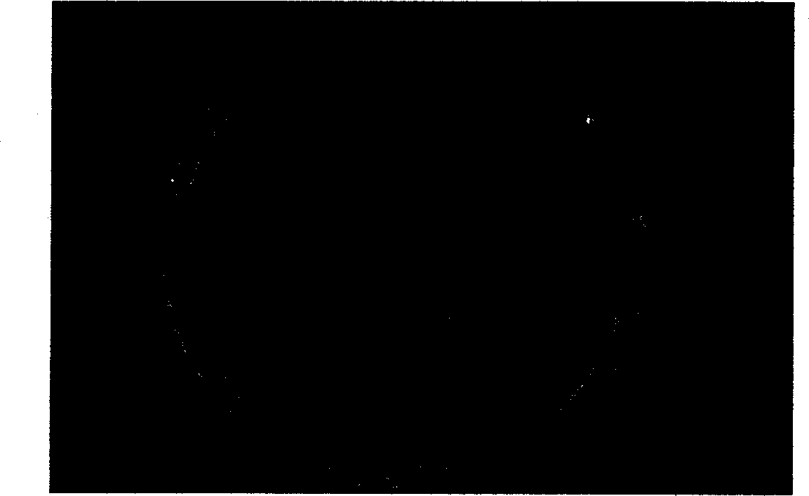 Renaturation separation purification method of tissue plasminogen activator mutant