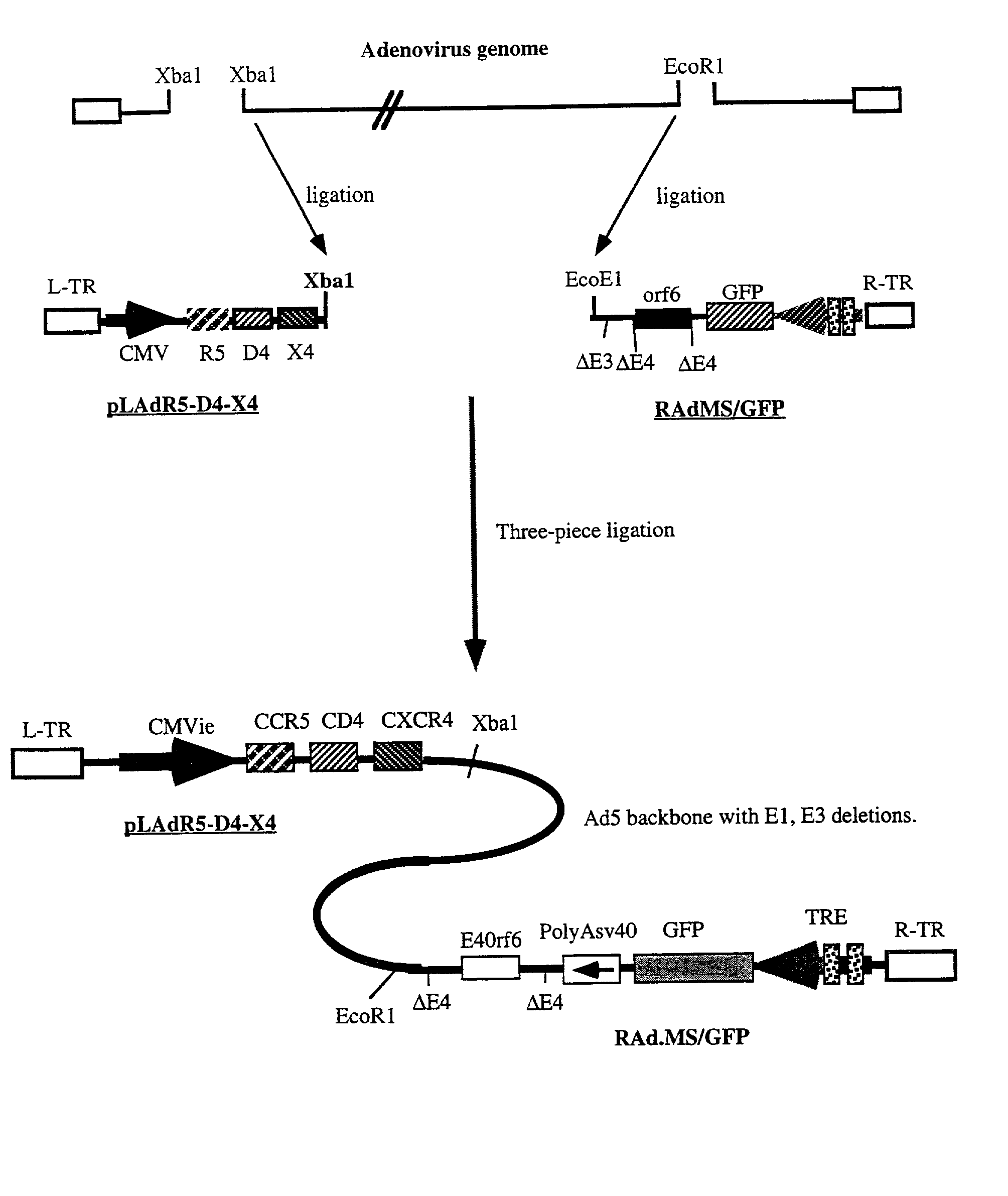 Methods of monitoring HIV drug resistance using adenoviral vectors