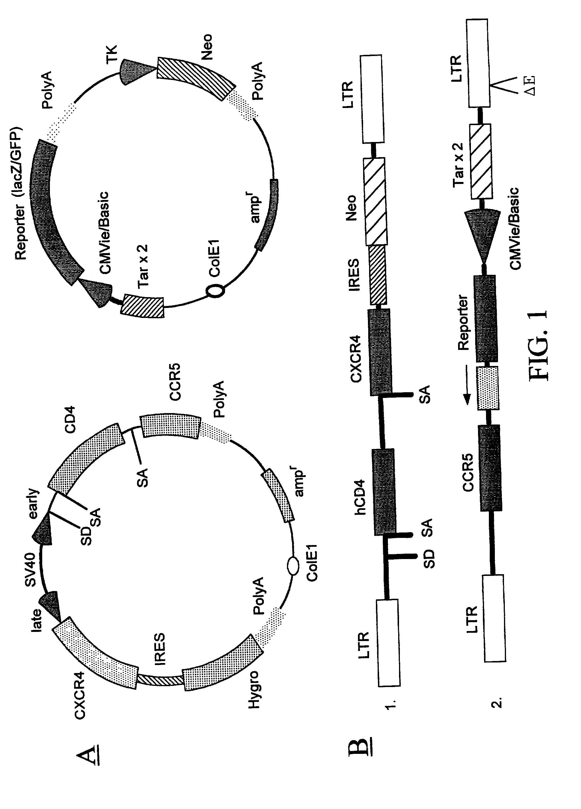 Methods of monitoring HIV drug resistance using adenoviral vectors