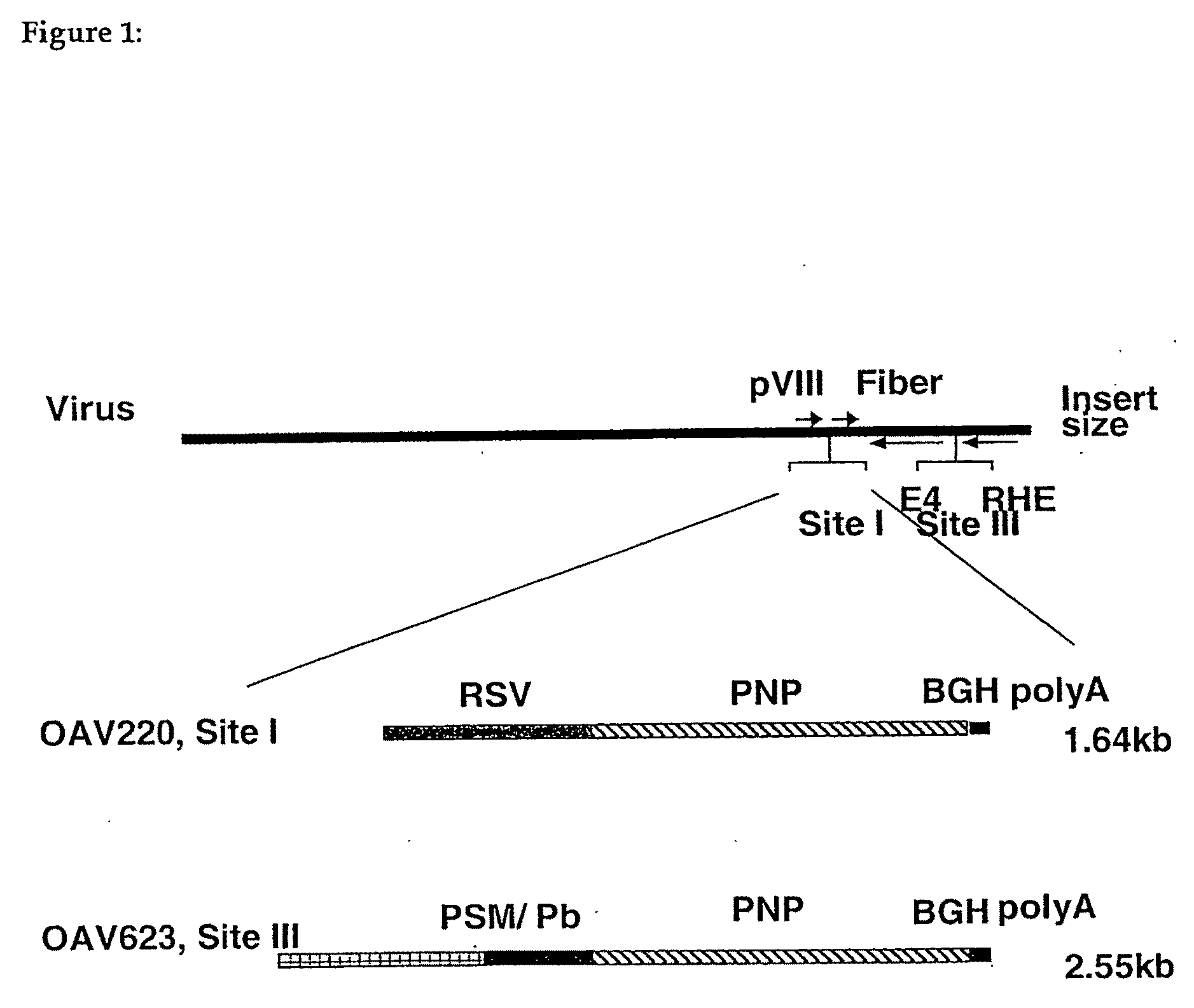 Composition and method for killing of tumours