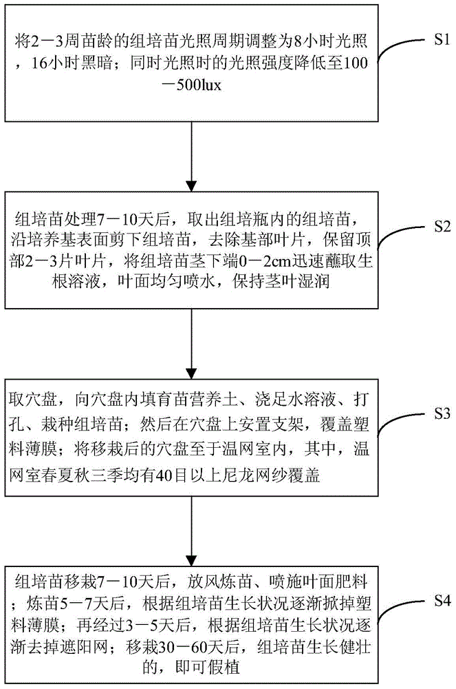 A kind of method for transplanting virus-free tissue-cultured seedlings of Lycium barbarum