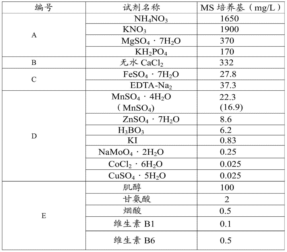 Breeding method of polyploid golden clematis varieties