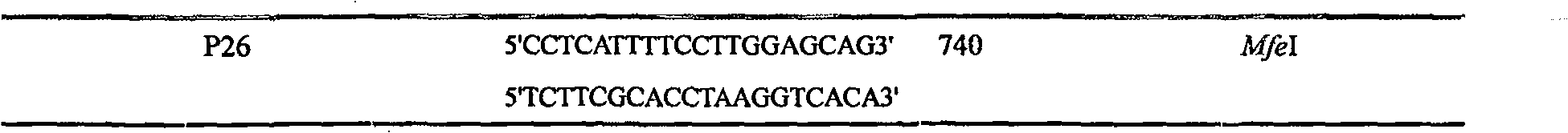 Rice chlorophyll synthase mutant gene and its application in gene engineering