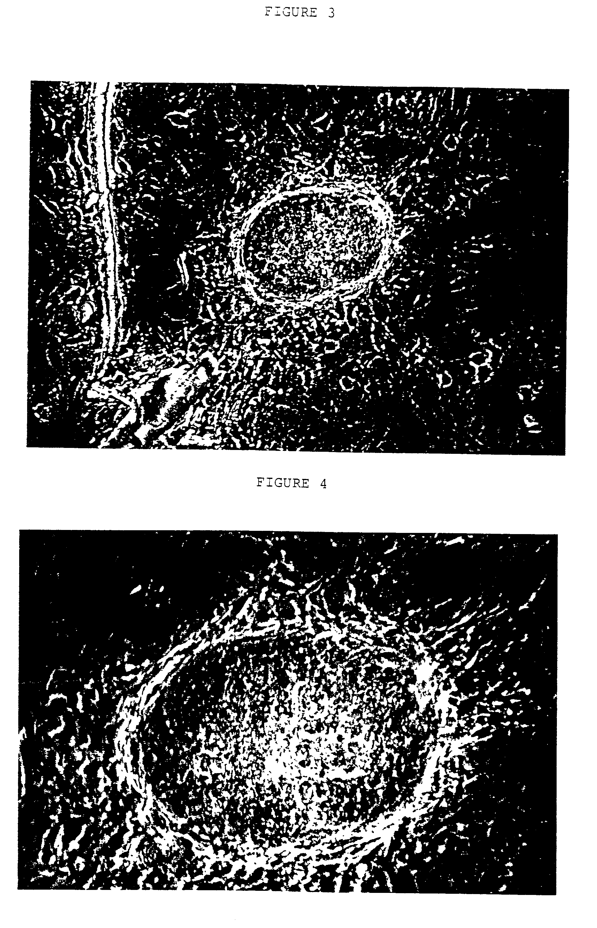 Embryonic or stem-like cell lines produced by cross species nuclear transplantation