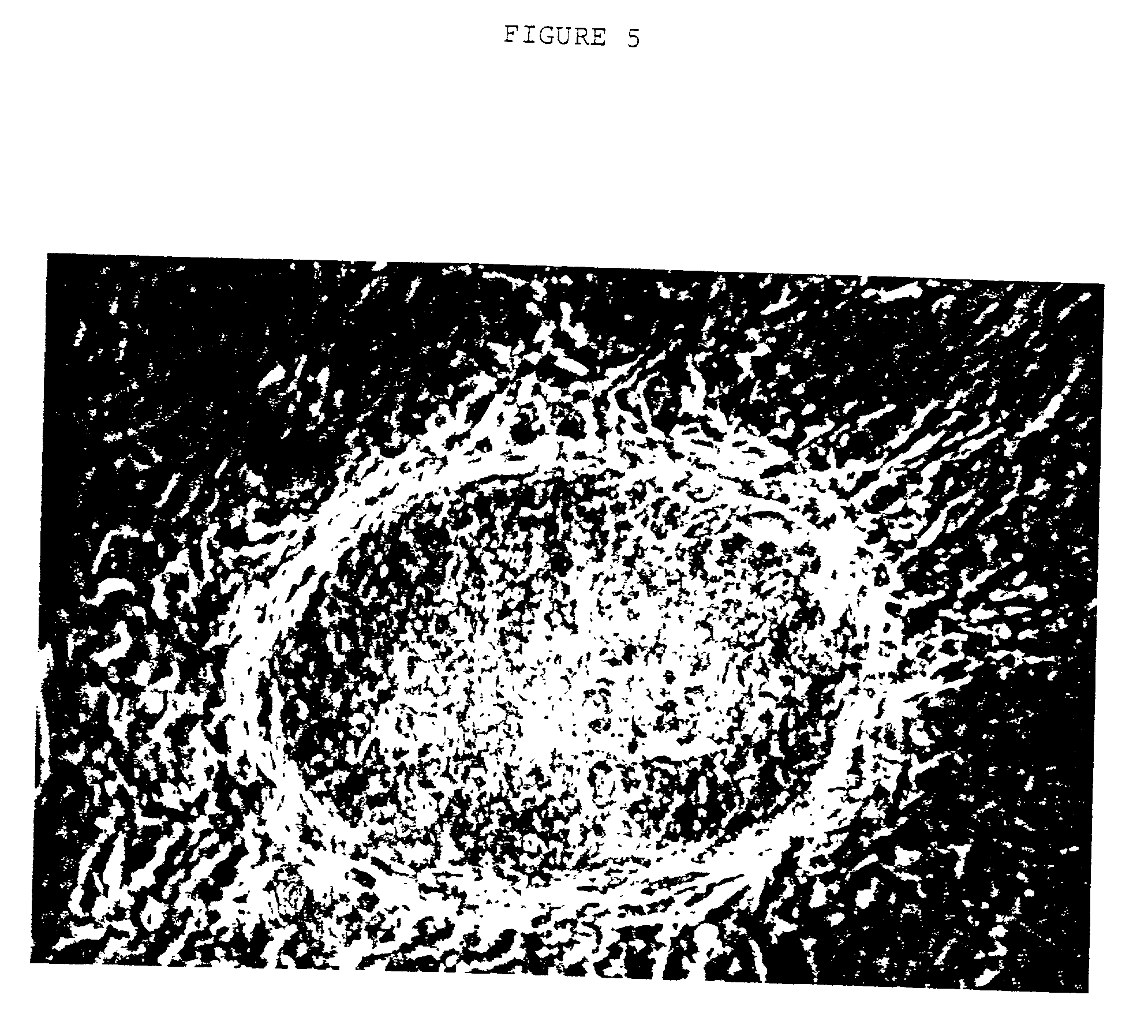 Embryonic or stem-like cell lines produced by cross species nuclear transplantation