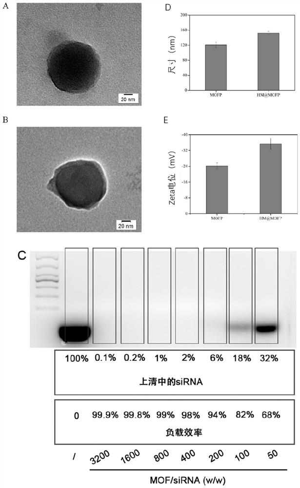 SiRNA-loaded bionic ZIF-8 nanometer transmission system, and preparation method and application of siRNA-loaded bionic ZIF-8 nanometer transmission system