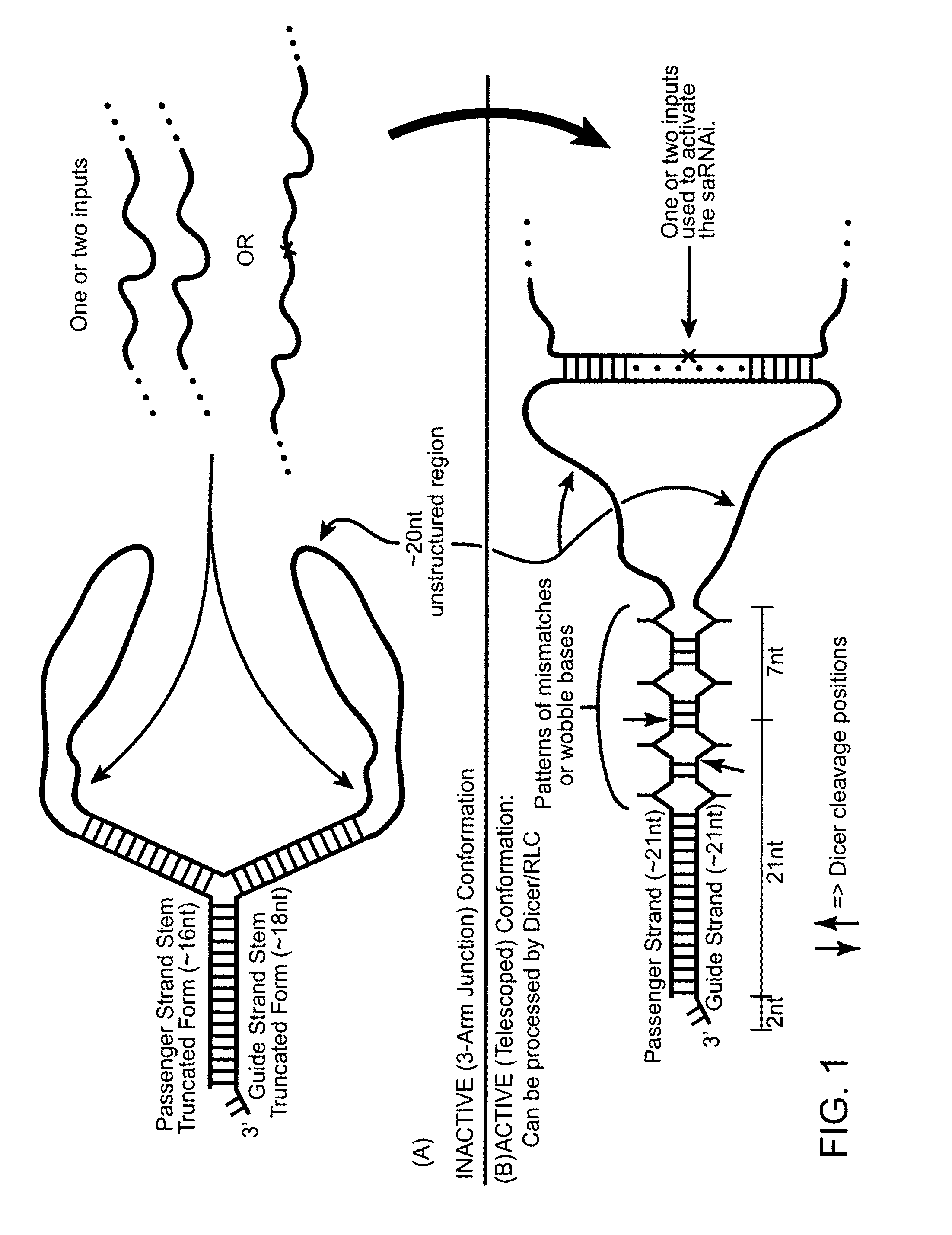 Signal activated RNA interference