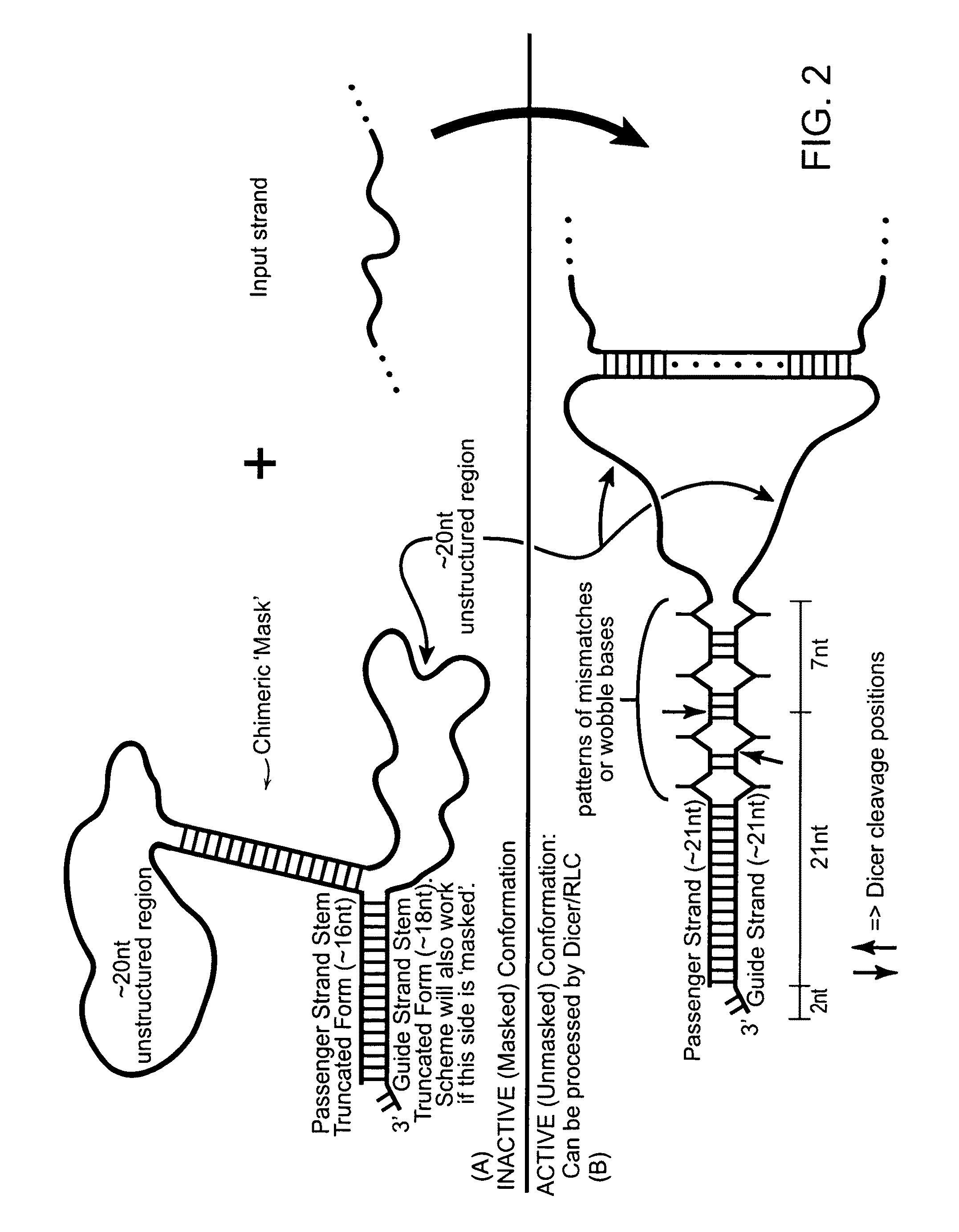 Signal activated RNA interference