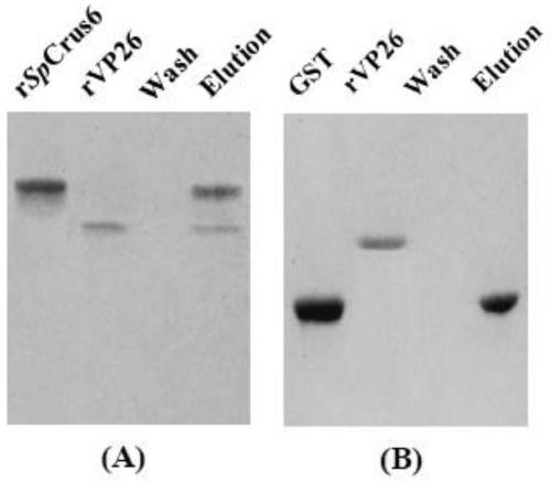 Antimicrobial peptide with complex biological activity and preparation method and application thereof