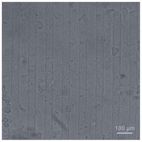 A patterned bacterial cellulose film and its preparation method and application