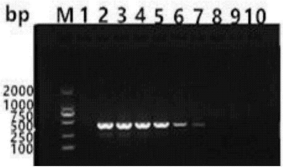 Bovine-para-influenza virus 3 nano-PCR (polymerase chain reaction) detection kit and preparation method thereof