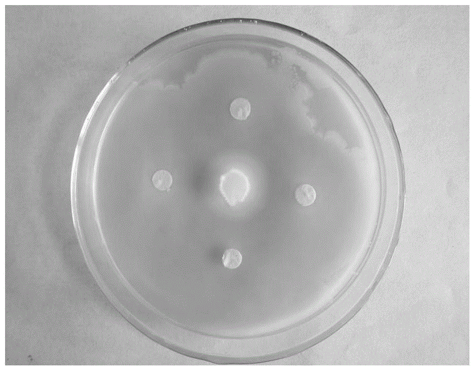 Bacillus vallismortis and application thereof