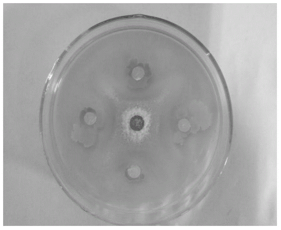 Bacillus vallismortis and application thereof