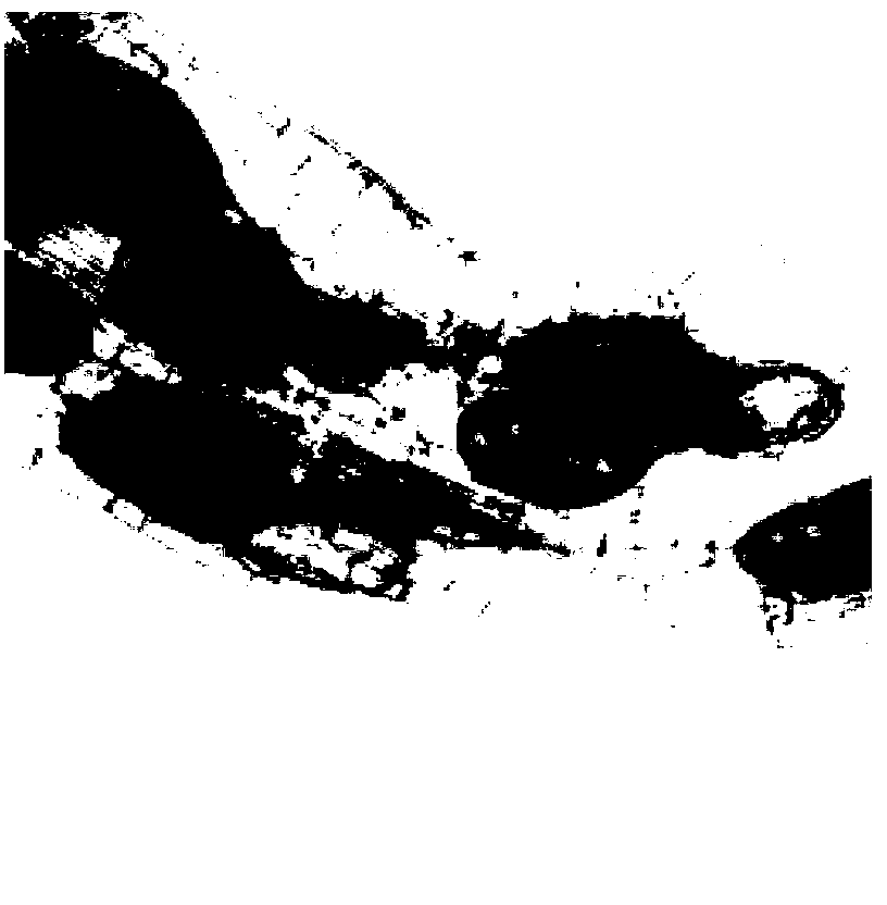 Method for carrying out industrialized production on arbuscular mycorrhizal fungi agent