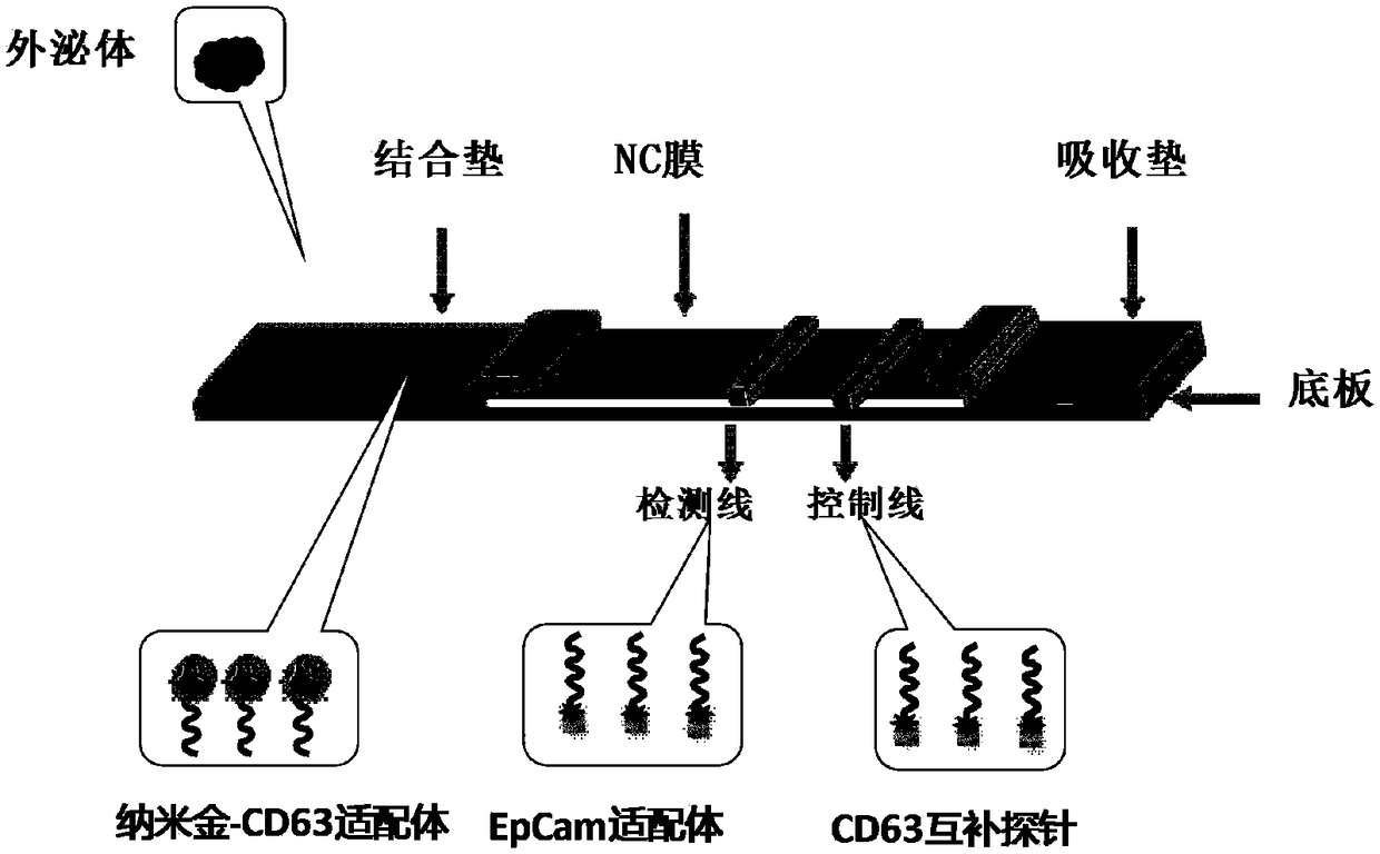 Aptamer group for detecting exosomes, lateral flow aptamer biosensor and preparation method thereof