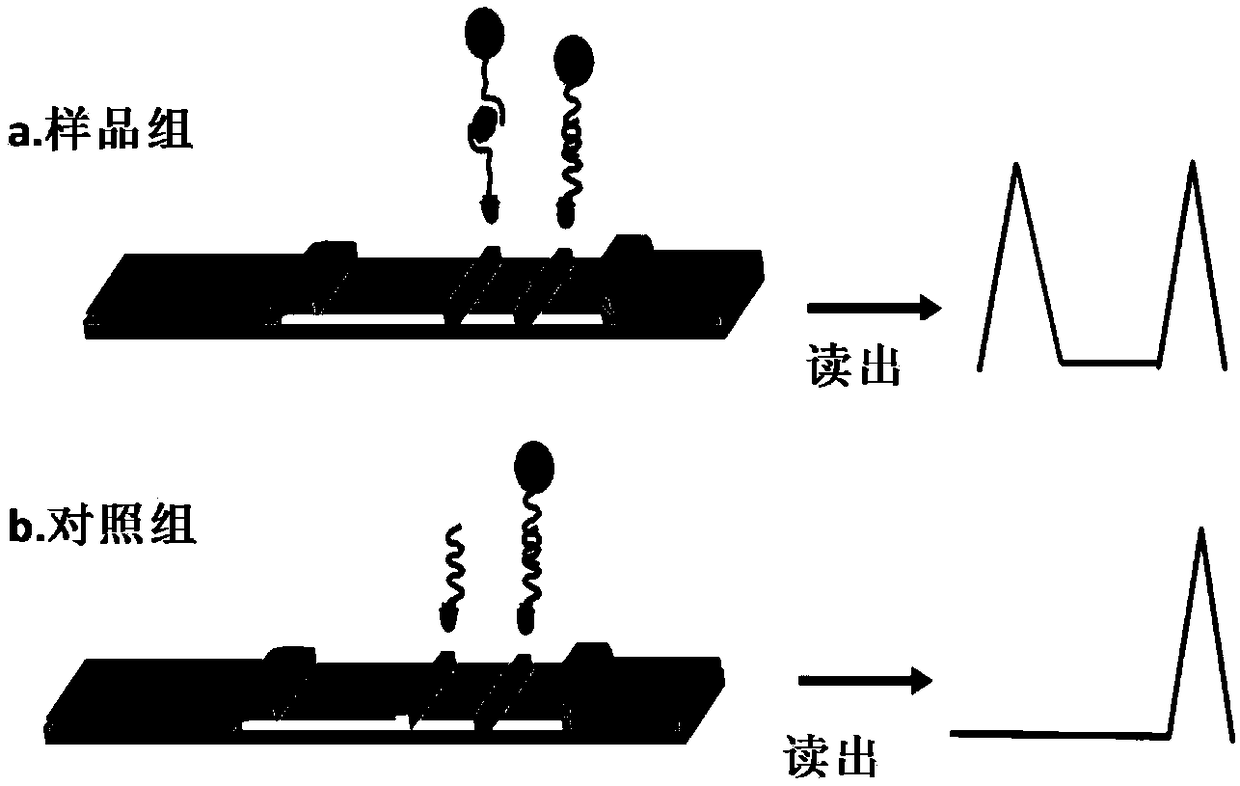 Aptamer group for detecting exosomes, lateral flow aptamer biosensor and preparation method thereof