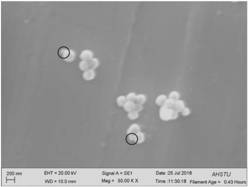 Aptamer group for detecting exosomes, lateral flow aptamer biosensor and preparation method thereof