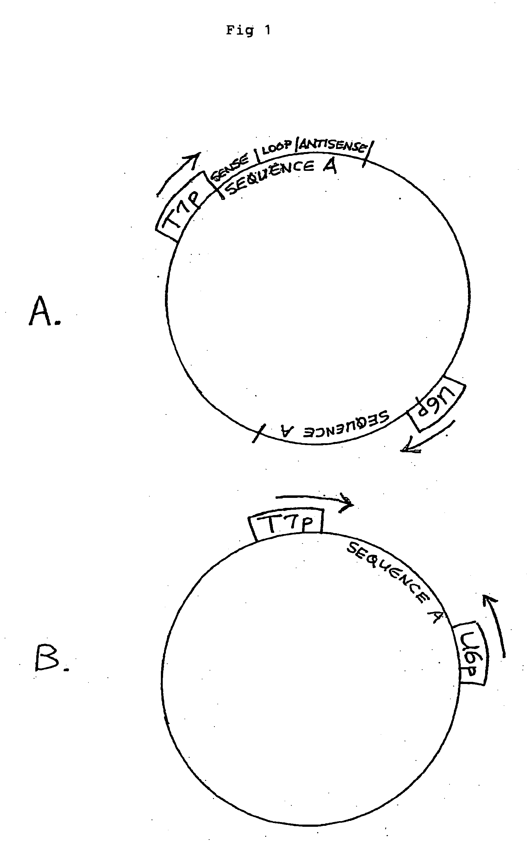 Multiple-compartment eukaryotic expression systems