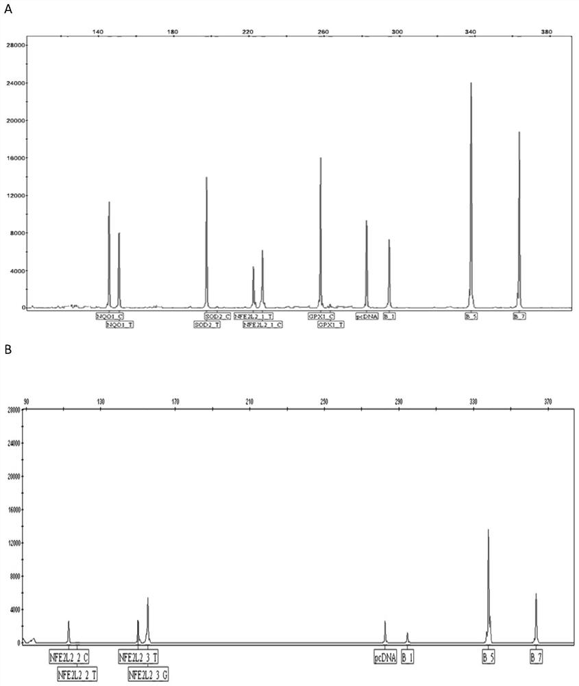 Kit for detecting oxidation resistance genotype of human skin and method thereof