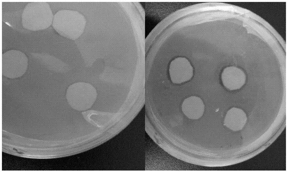 Streptomyces albus and application thereof