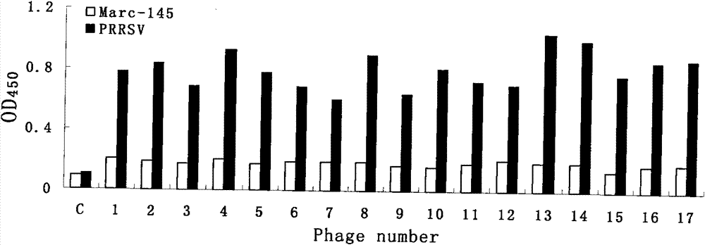 Polypeptide capable of specifically bonding porcine reproductive and respiratory syndrome viruses, screening method thereof and use thereof