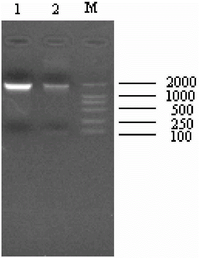 Type B acian metapneumovirus subunit vaccine