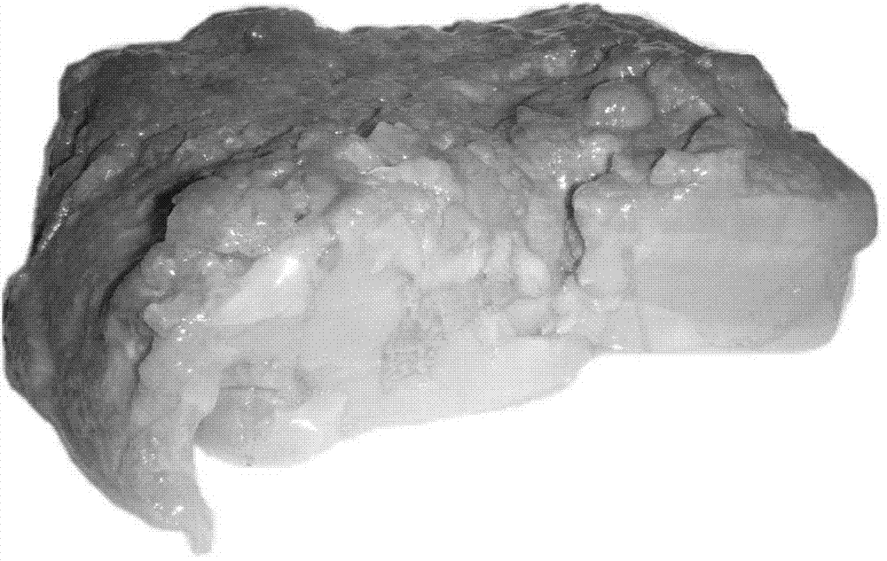 Cultivation method of ganoderma lucidum casein film crystal