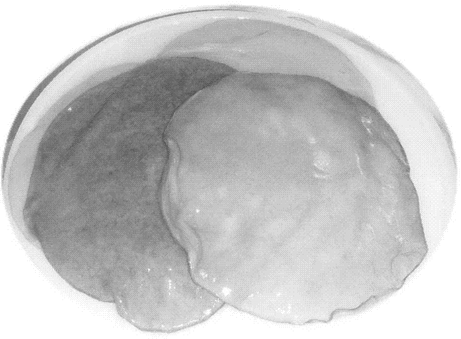 Cultivation method of ganoderma lucidum casein film crystal