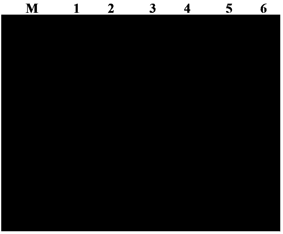 RT-HDA kit and primer for detecting avian influenza virus