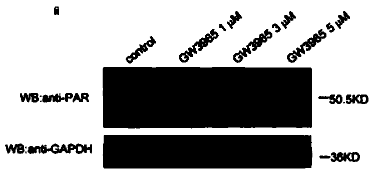 Use of gw3965 as a PARP1 inhibitor