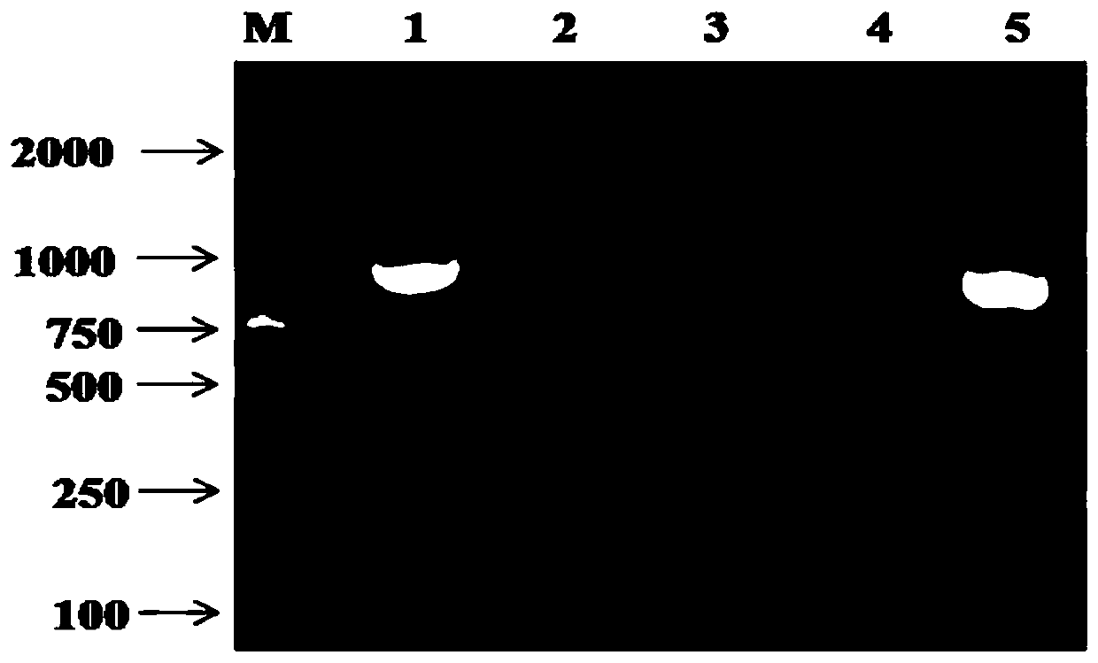 Bat-derived adeno-associated virus genome, amplification primers and their application, and amplification method