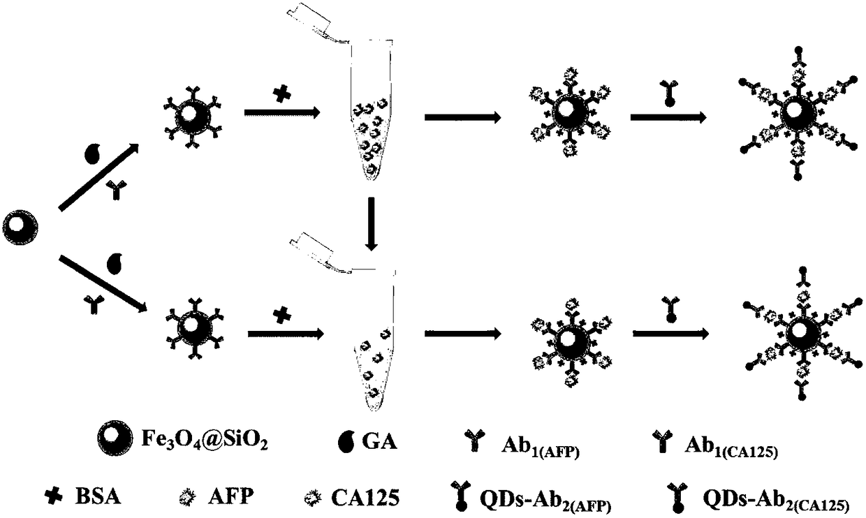 Electrochemiluminescence immunosensor based on CdZnTeS quantum dots as well as preparation method and application of electrochemiluminescence immunosensor