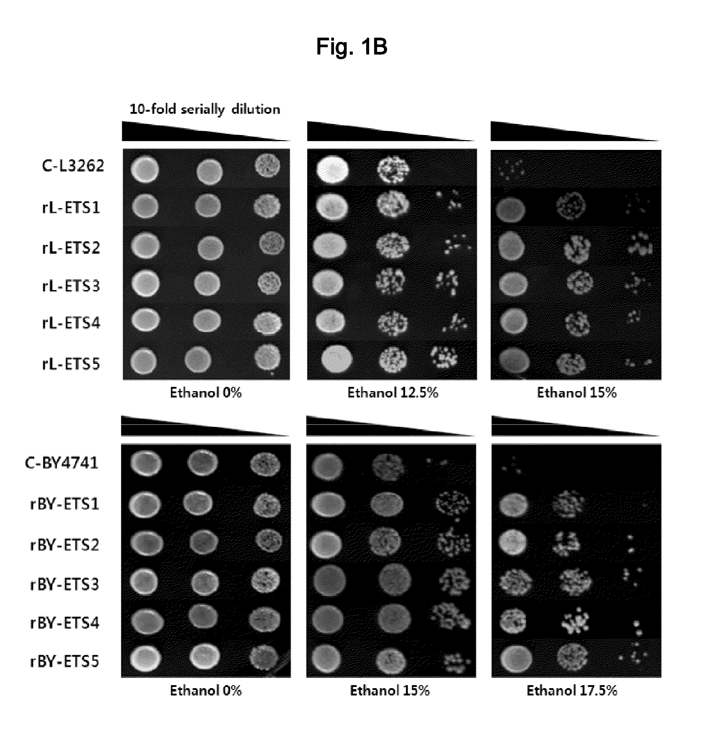 Ethanol-Resistant Yeast Gene, and Use Thereof